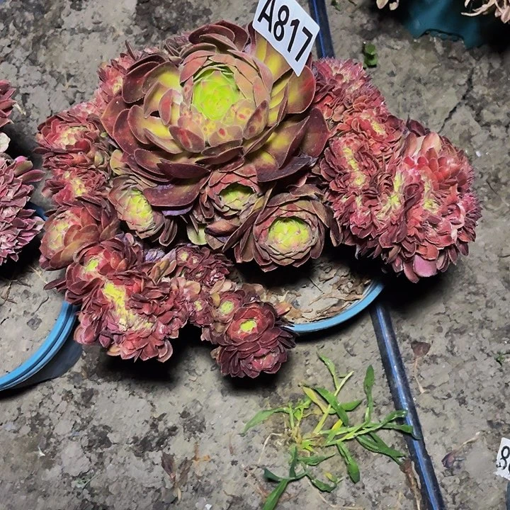 抹茶法师28///33包邮