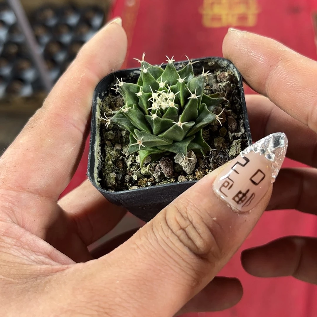 帝冠单头发货有根发货有根