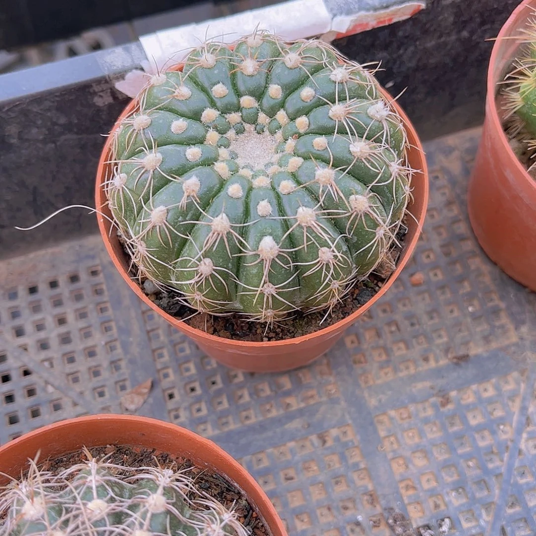 炫美玉多肉植物球
