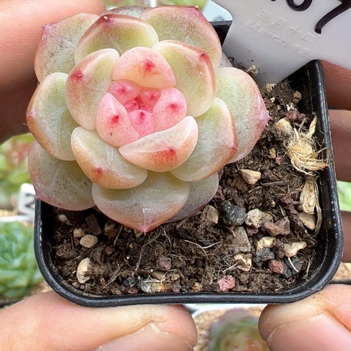 207号美人甜心晗雨多肉植物