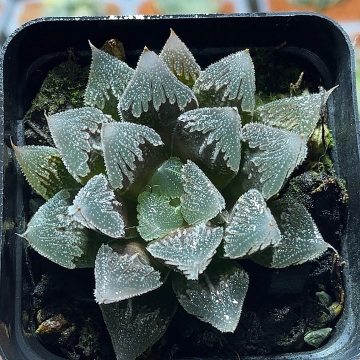 十二卷多肉白帝城