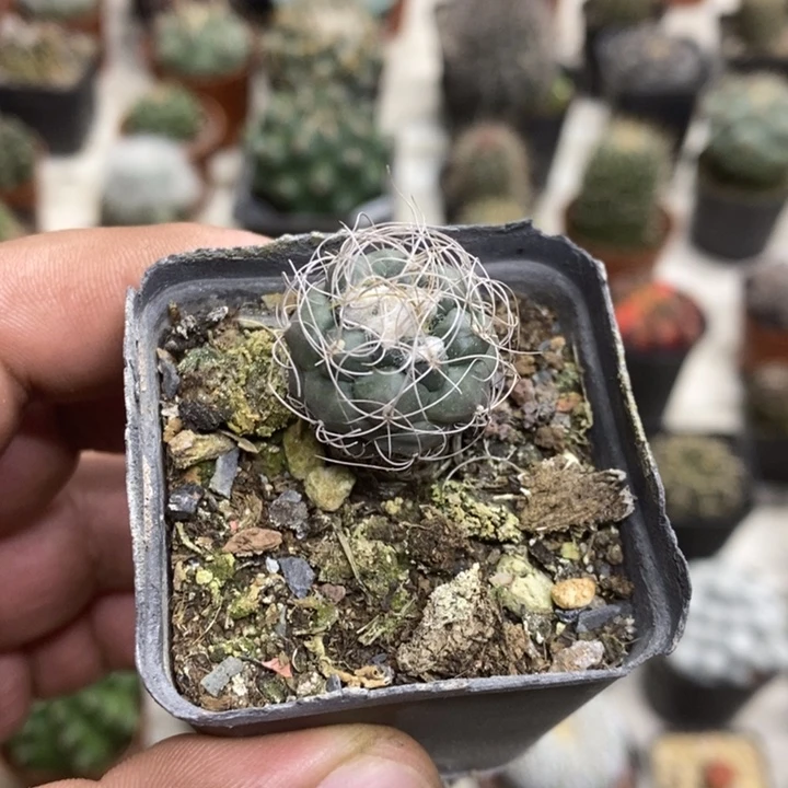 实生长城丸特价福利