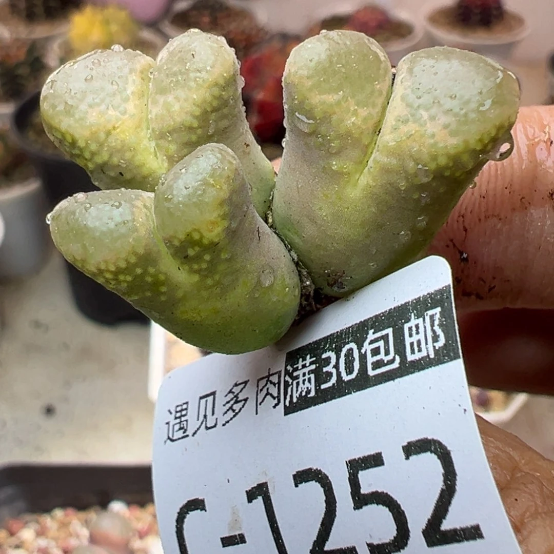 多肉植物11111111111