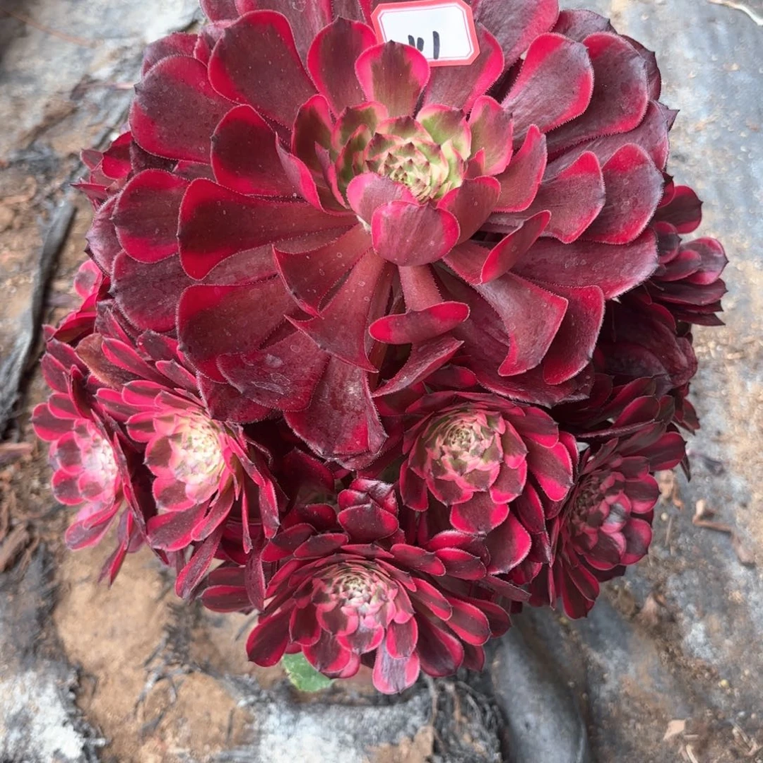 无花朵111霁月多肉植物绿植