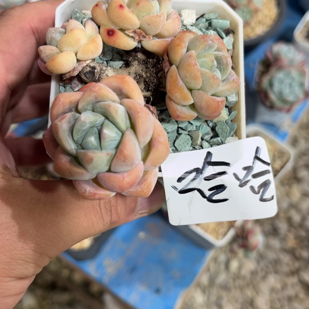 哈哈专拍冰玉老庄