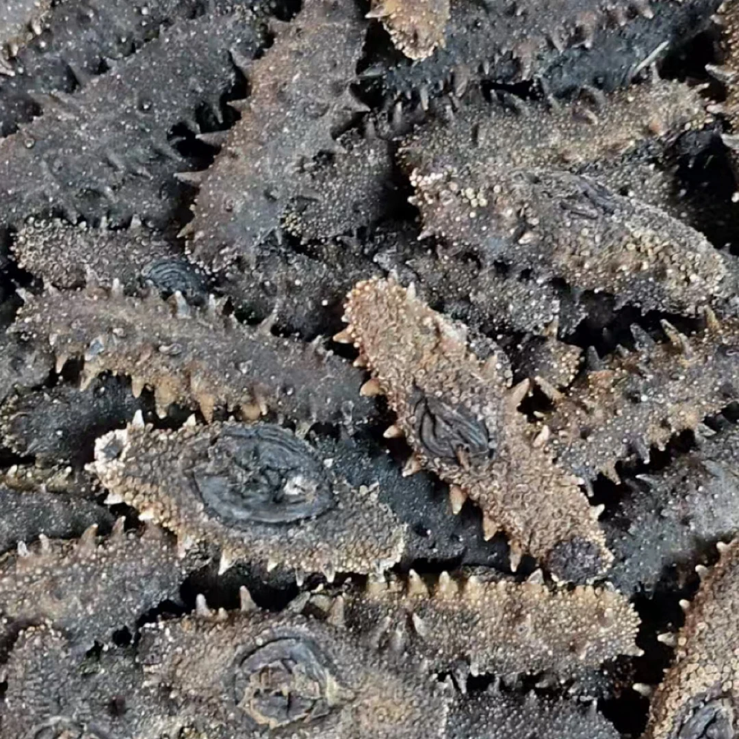 大连国标深海底播海参 16倍涨发 仅3斤盐分低营养高口感Q弹 500g