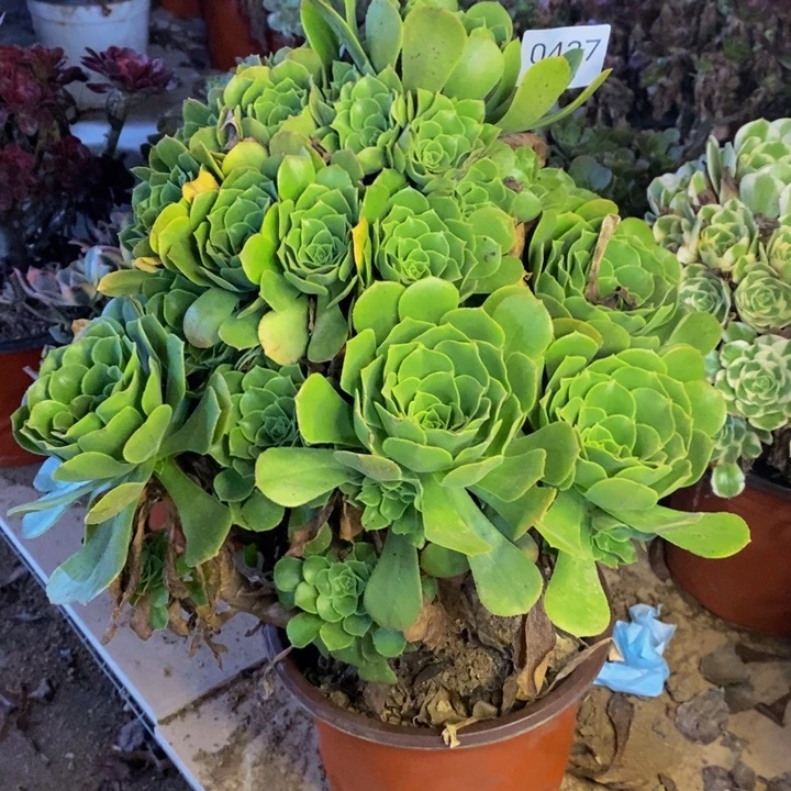 绿羊绒多肉断头不包0437