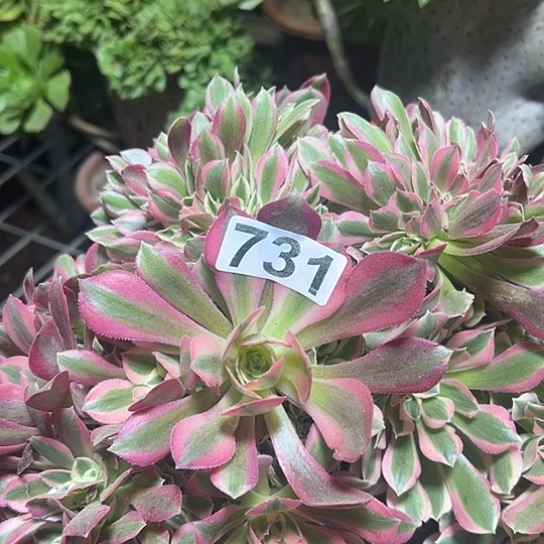 梦***多肉植物一个女巫731