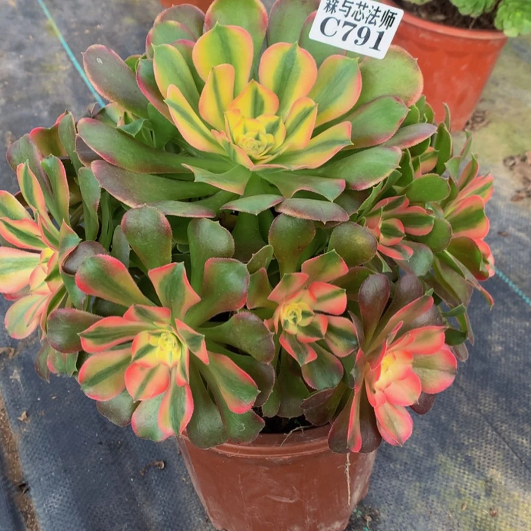【闪购商品】791香飞