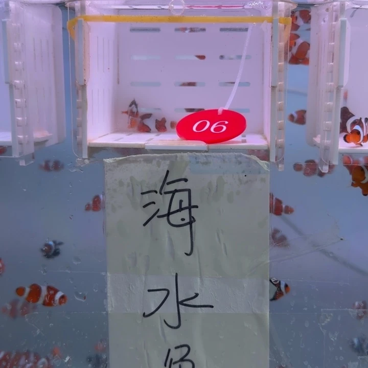 海水鱼精品达芬奇