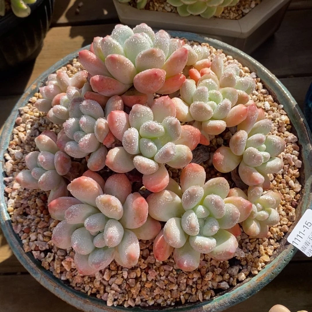 15号多肉大群漂亮分