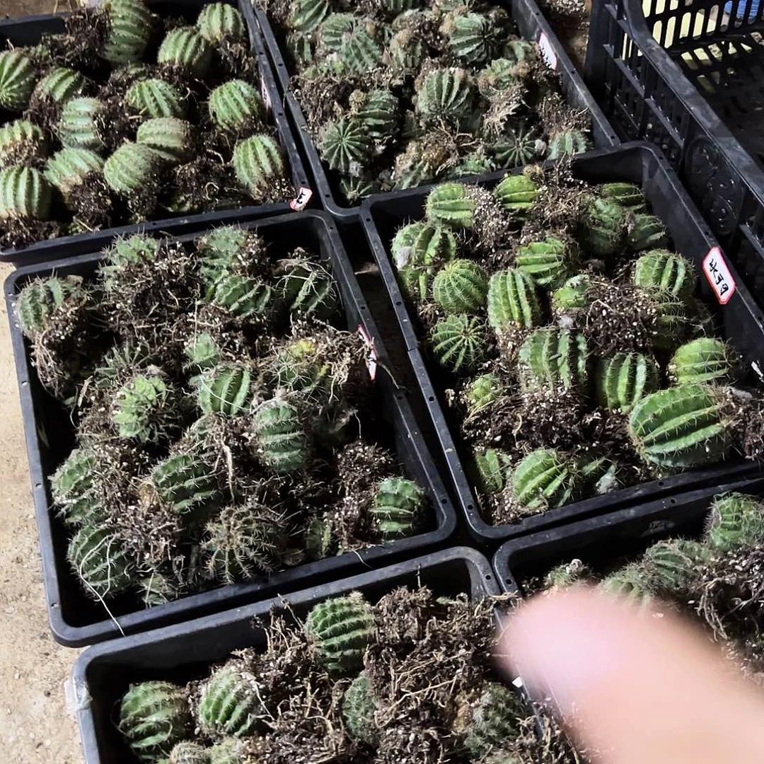 带根10品花色瑕疵手小无售后