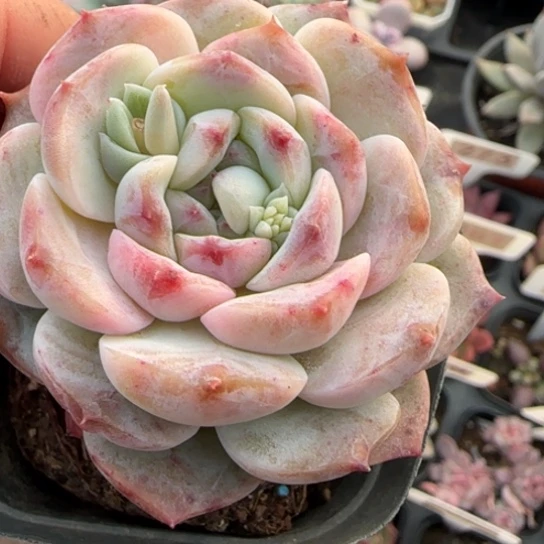 145纯爱多肉植物多