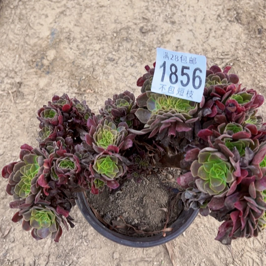 1856多肉植物法师欧嘉莉缀