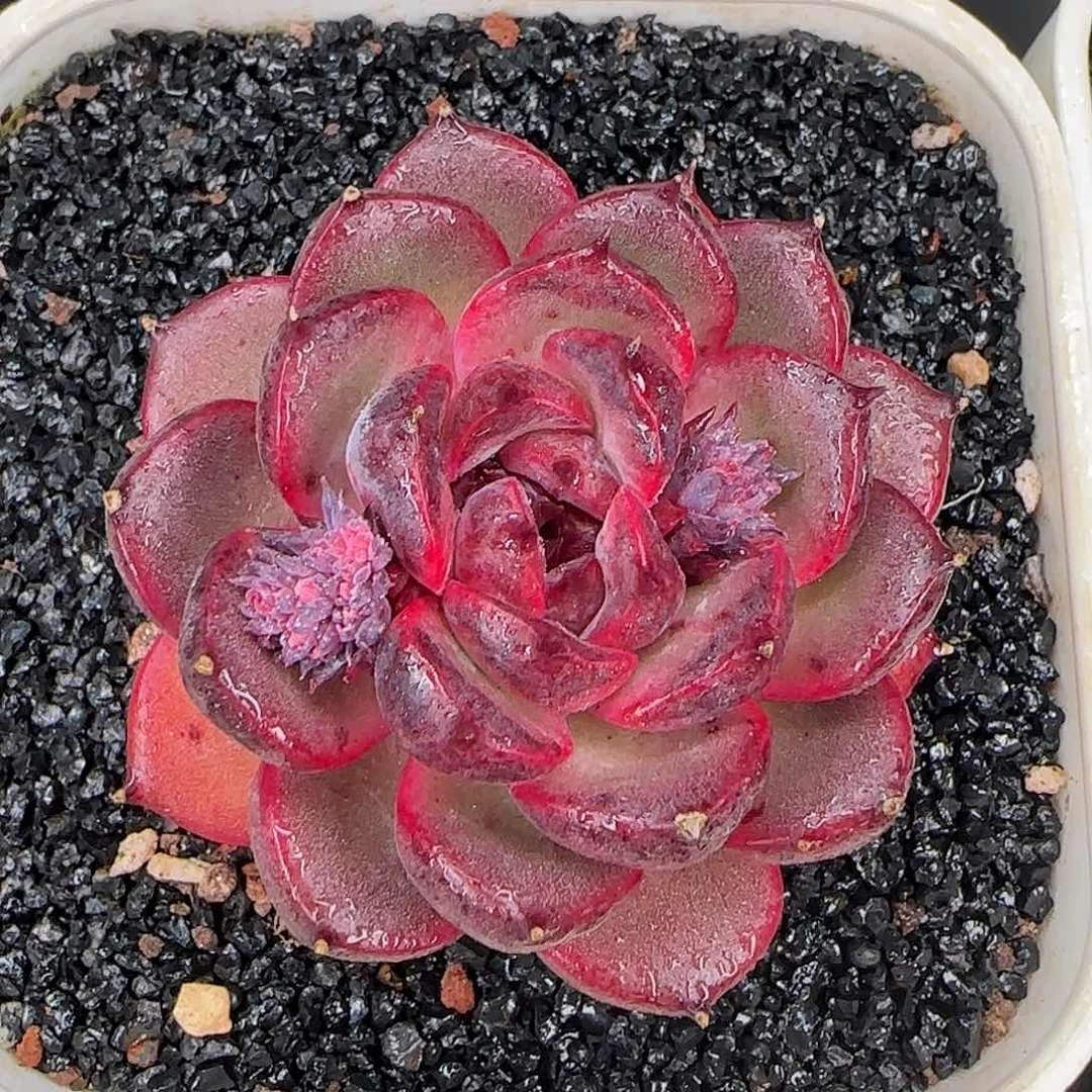 从前慢花园精选0126-紫薇