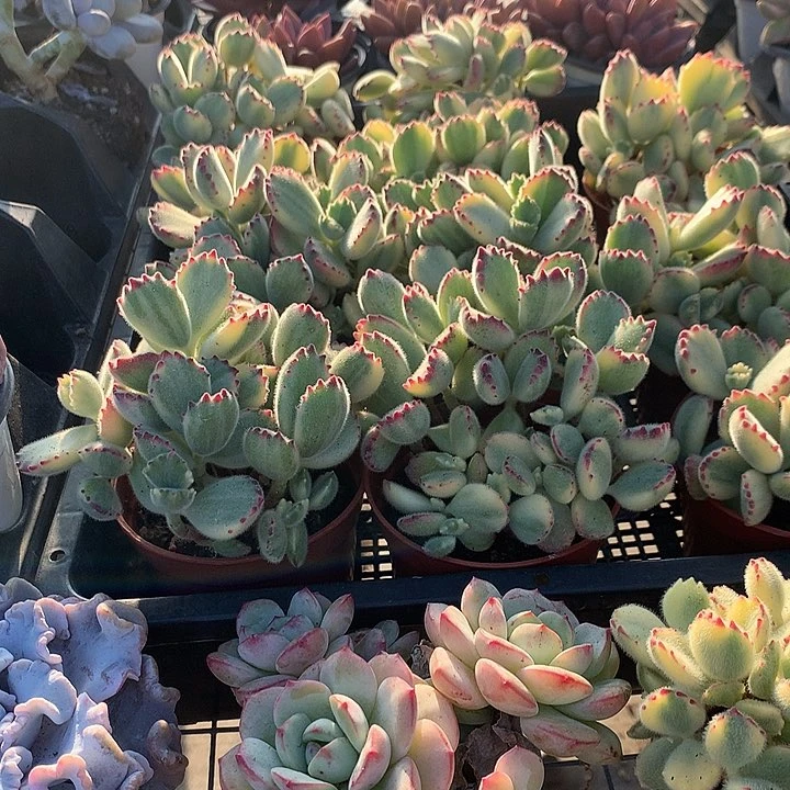 白熊00000000000000000