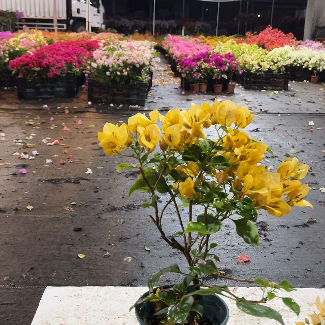 大部分花苞少量开放金色光辉掌中宝一颗