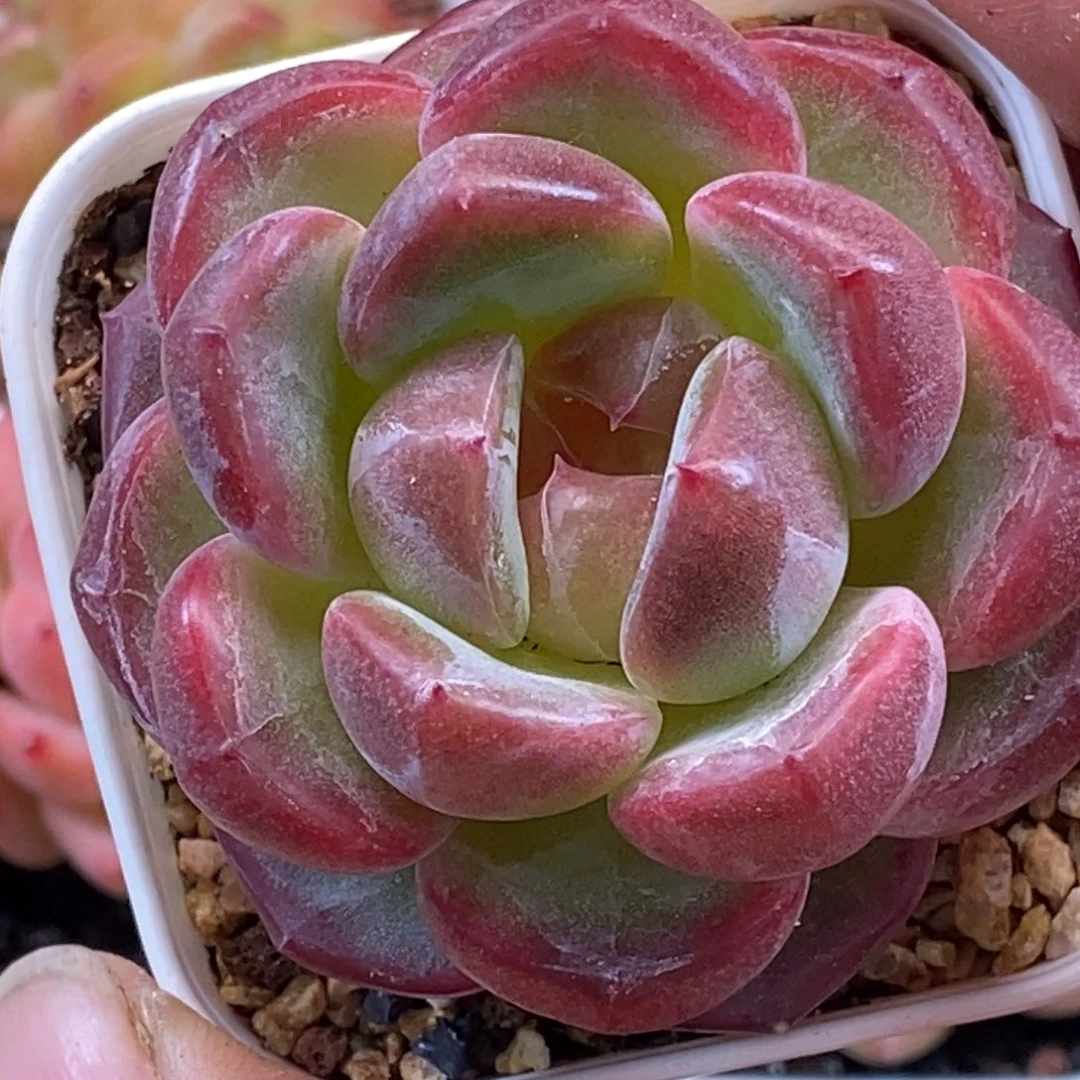 天官赐福百无禁忌