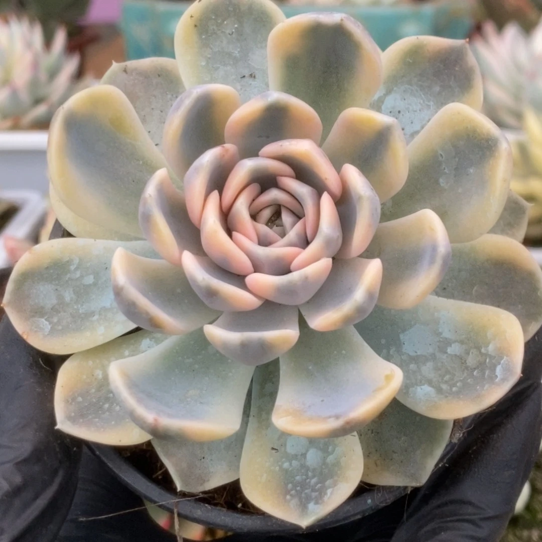 040汉堡锦锦锦锦锦锦