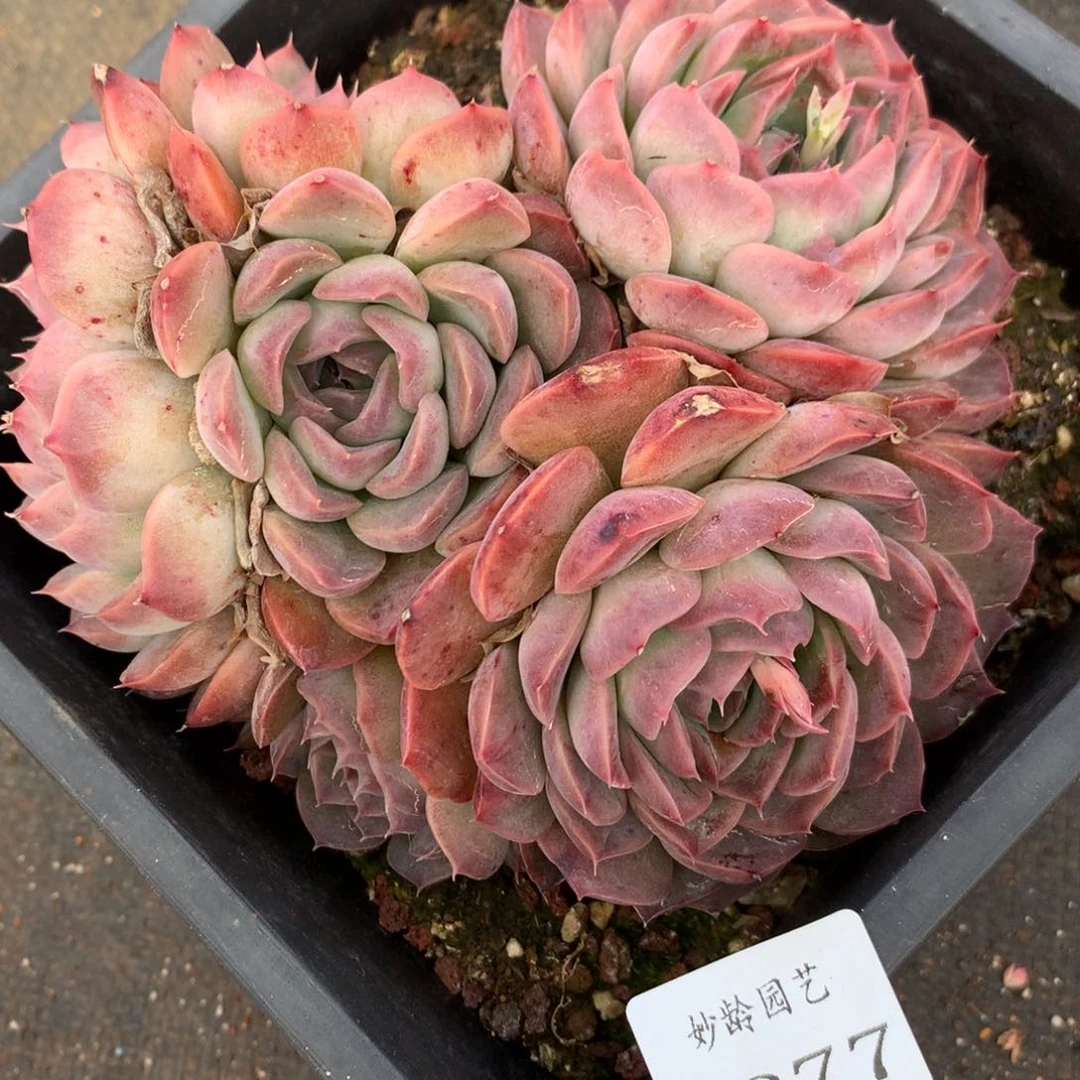 2877杂交精品基地15厘米