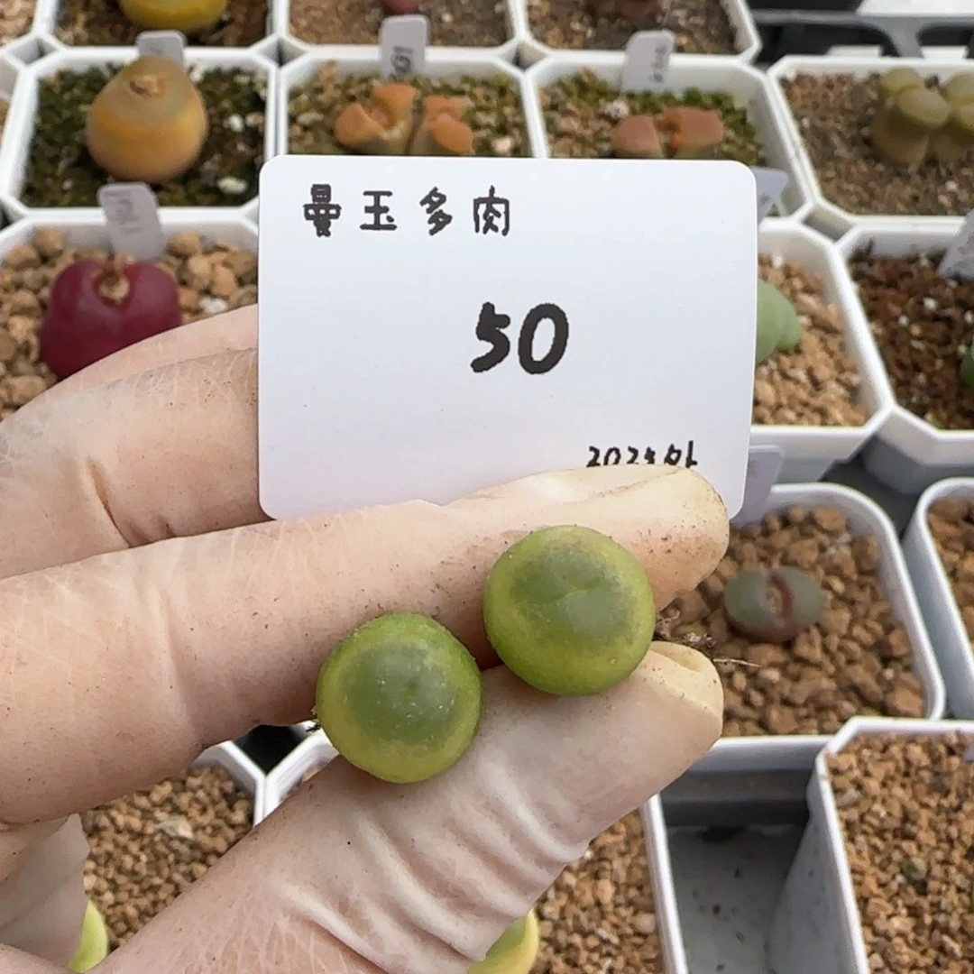 桂*多肉多肉多肉2025-050