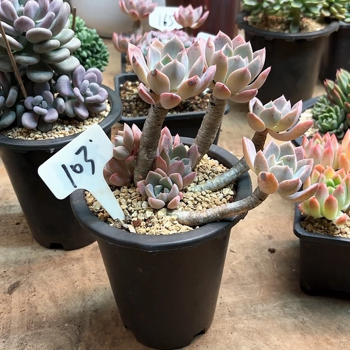 多肉植物，红粉佳人103号