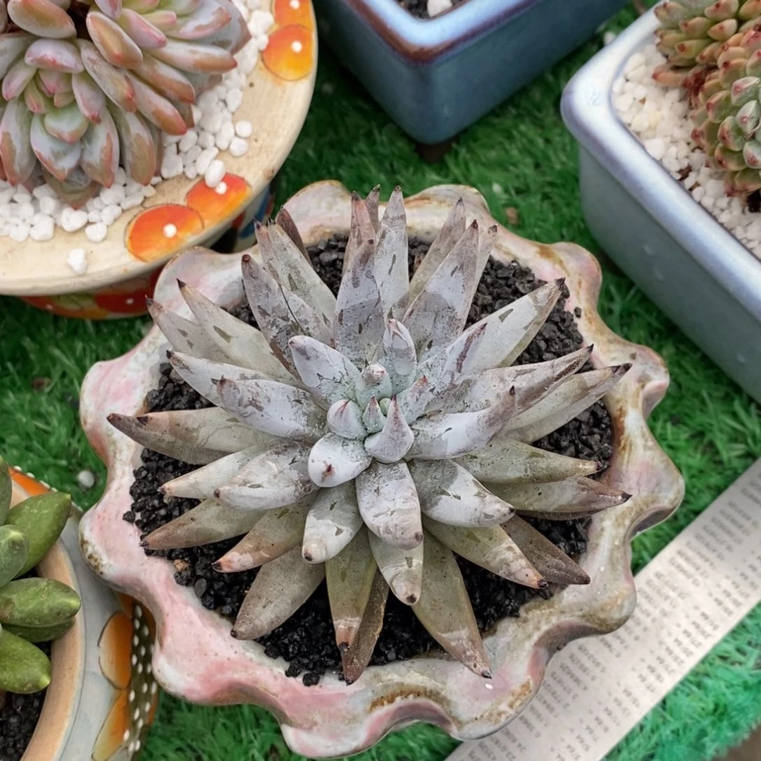 地****居半山居魔爪多肉植物