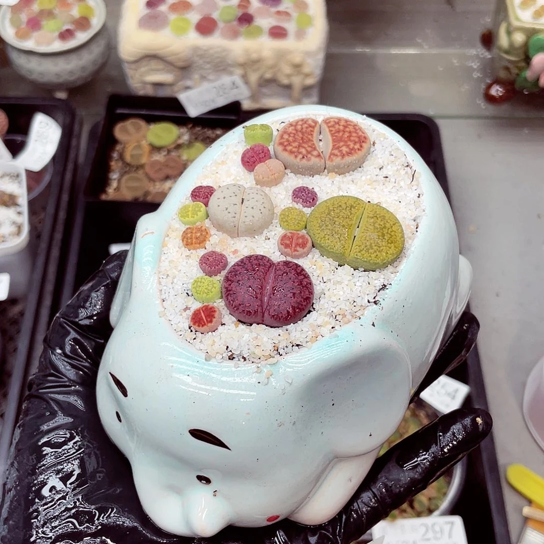 郎哥多肉18包邮0524-298