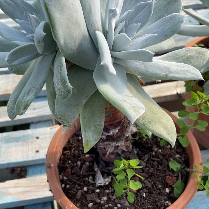 拒****猪弥一物一一拍