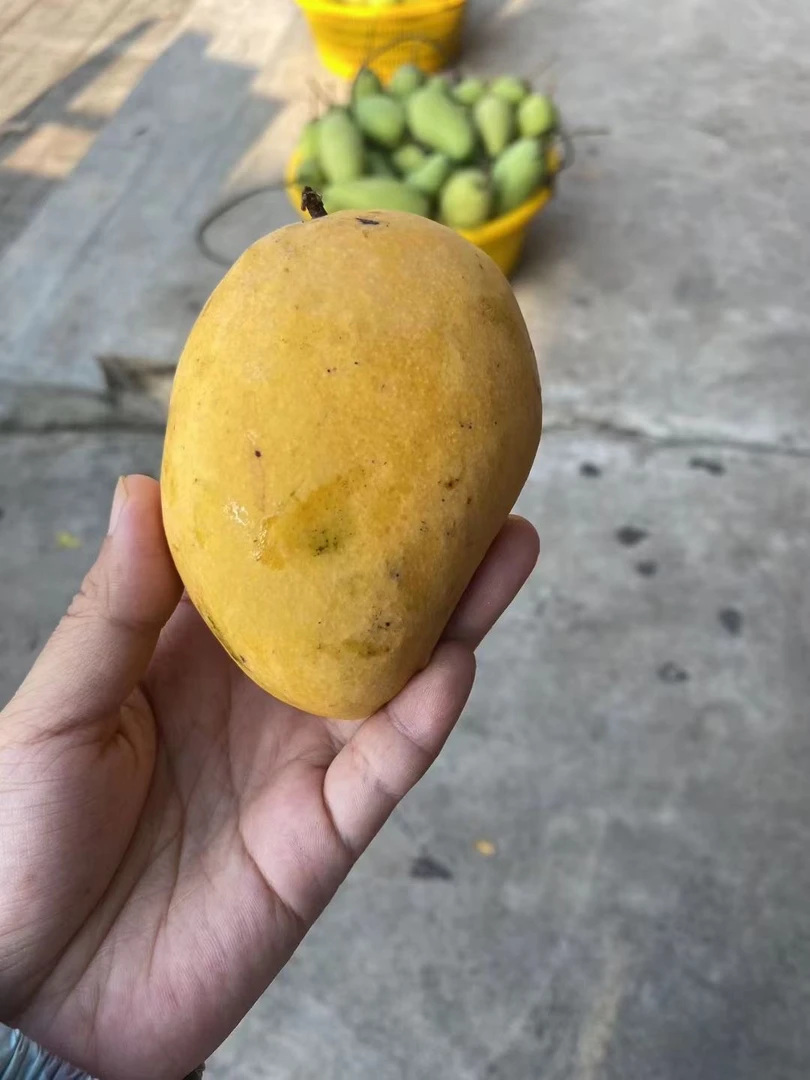 海南昌江台农芒果催熟食用5斤/10斤装