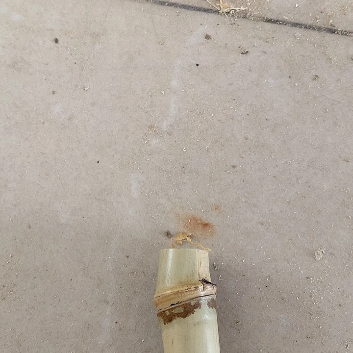 【闪购商品】咖*粉龟甲竹竹竹竹竹