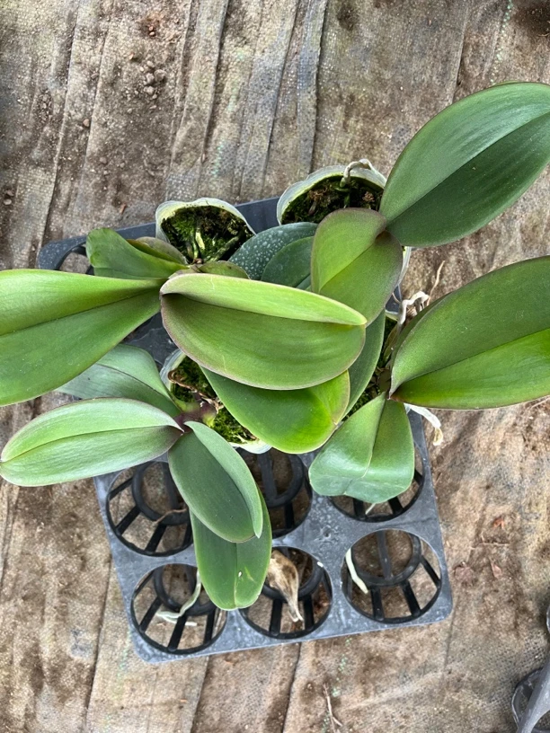 （万红精选）随机蝴蝶兰花后苗四颗叶损无售后