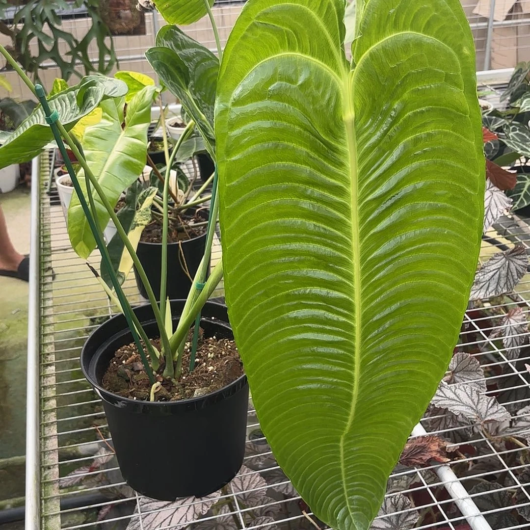 完全开放美进口火鹤王