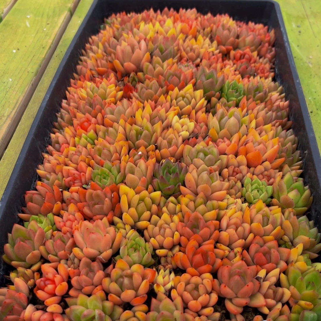 560多肉的小龙虾和小龙虾