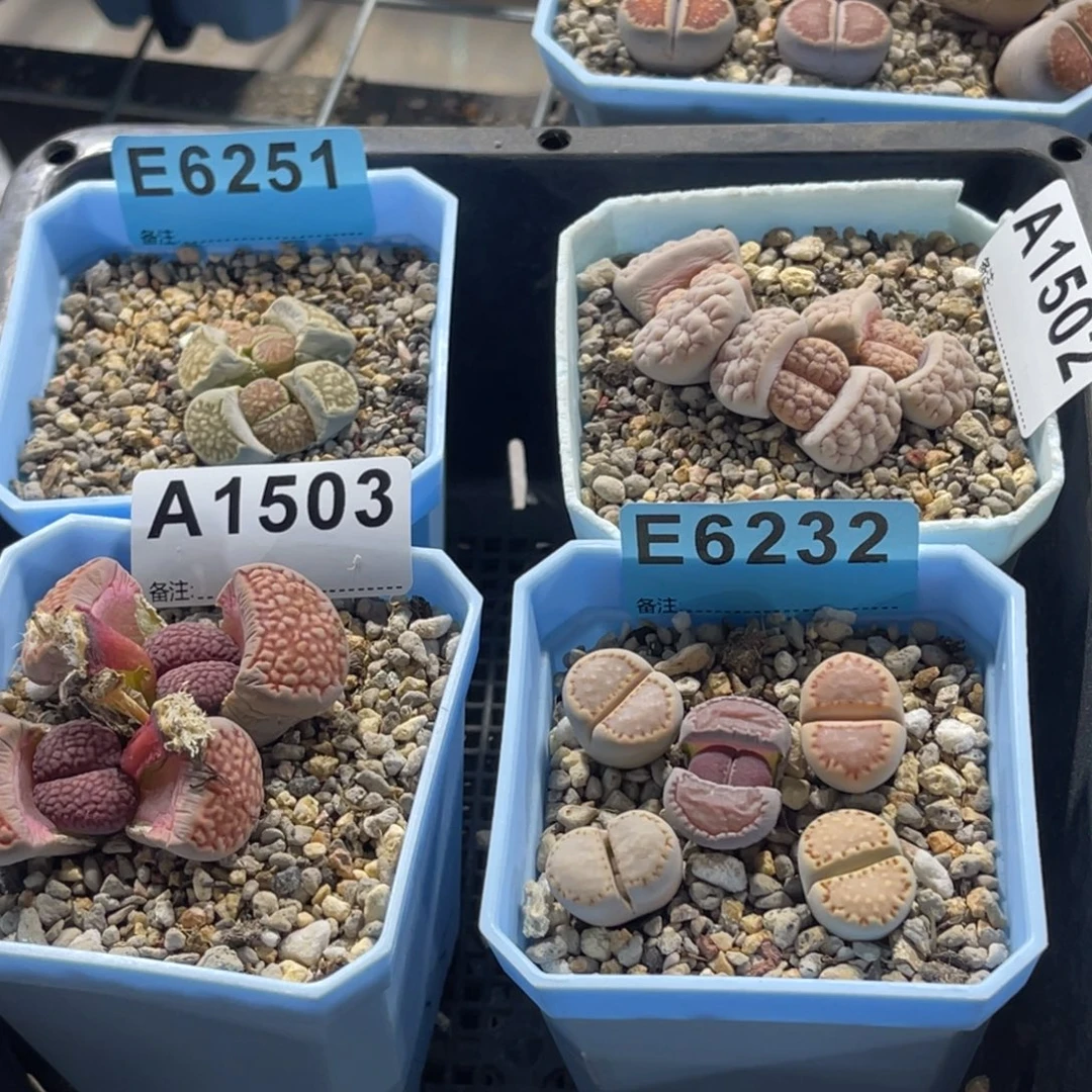 1502，6251，1503，6232土2包菊1饼干5巴里1荒1