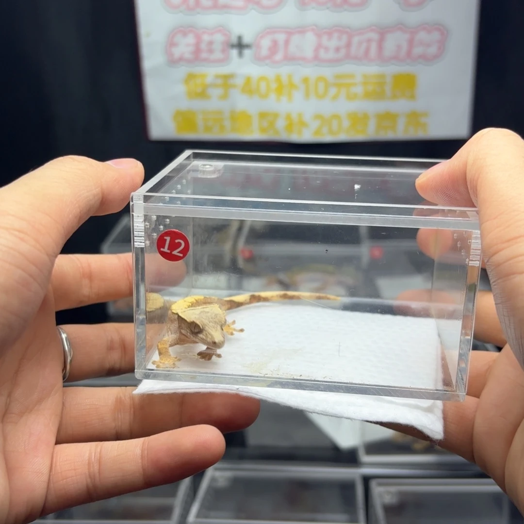 睫角守宫奶油......