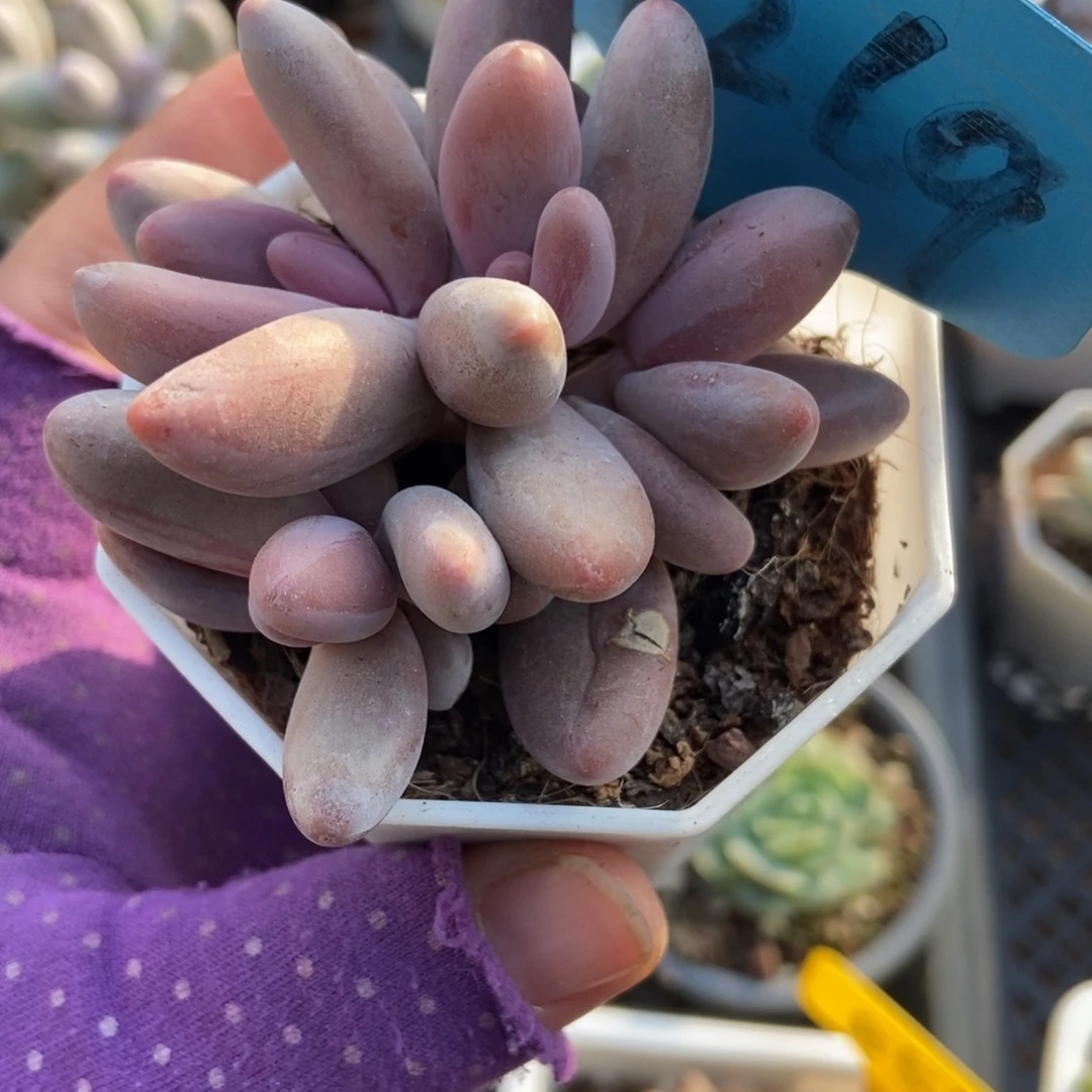 7269红手指多肉植物