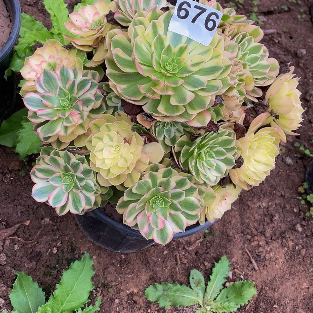 多肉法师676号雨荷发货不包损