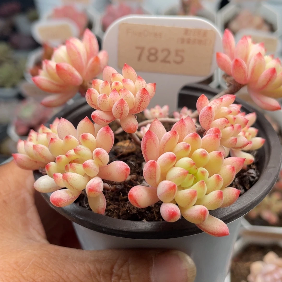 烟花7825-8.5厘米
