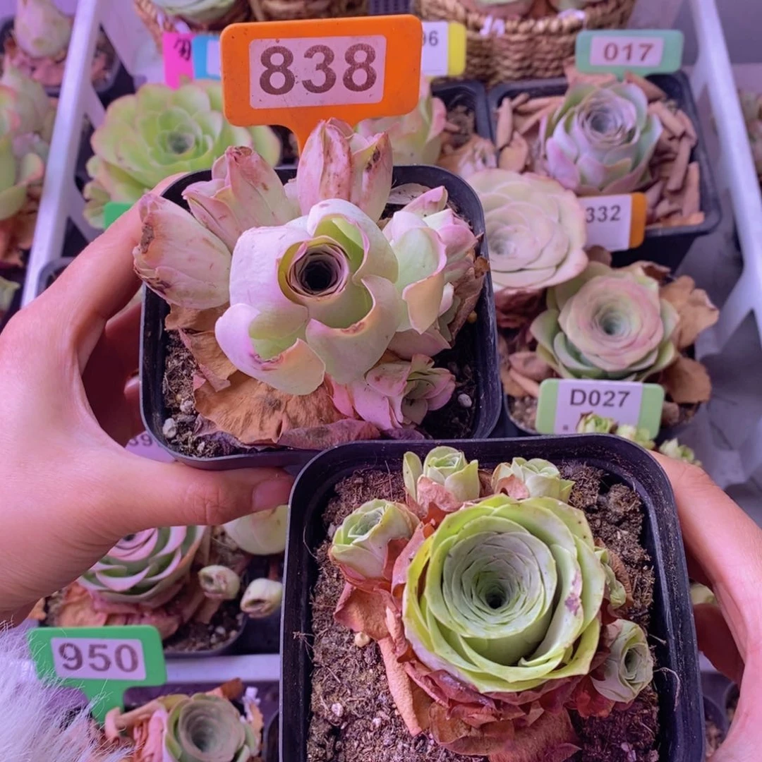 山地玫瑰组合838 裸根发