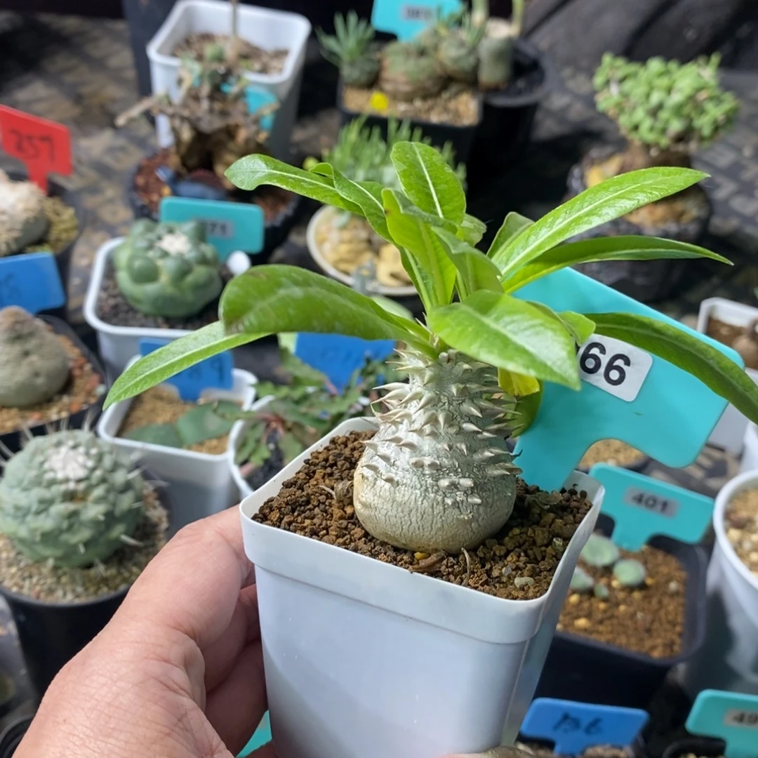 慧比大黑多肉植物