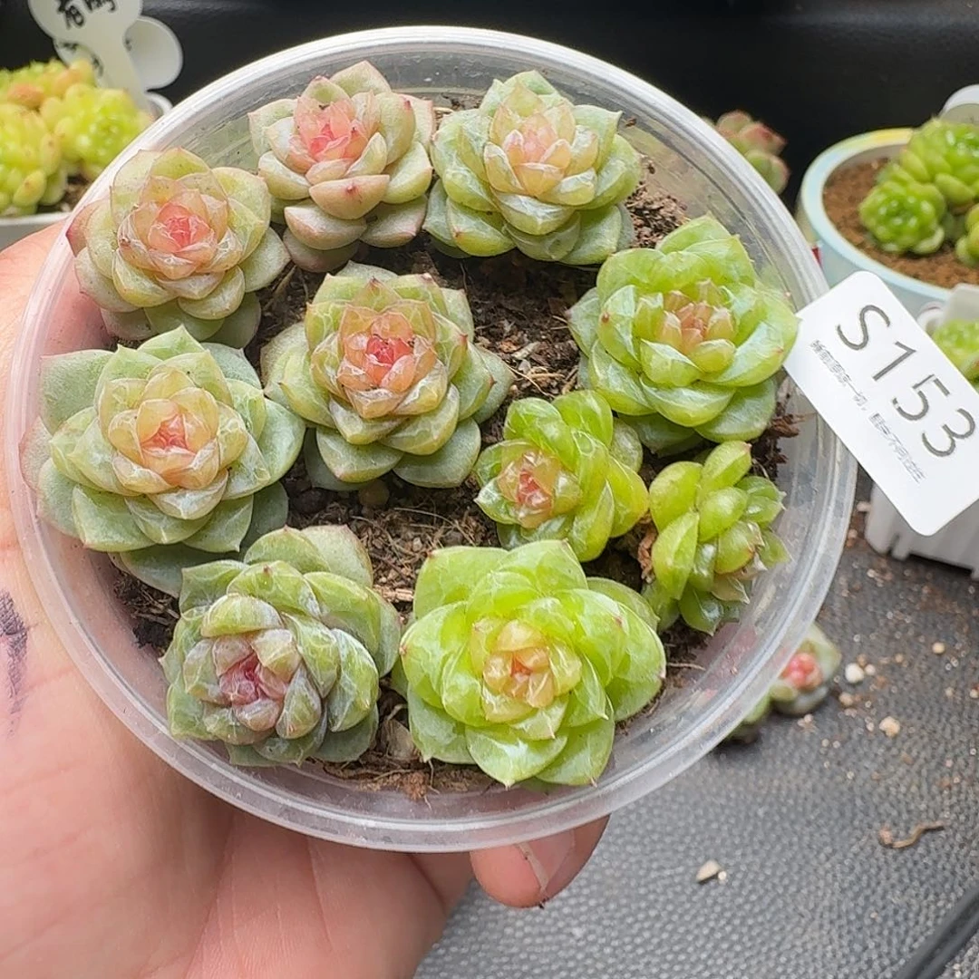 一物一拍一盒806-153
