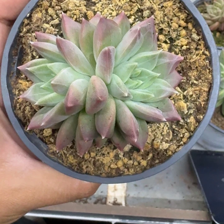 美人杂交 一物一拍