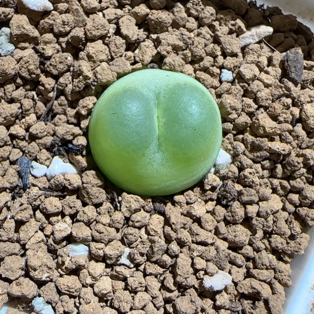 肉锥多肉植物组合-sh1200拉登235