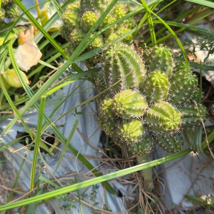 矮胖白檀493白檀283