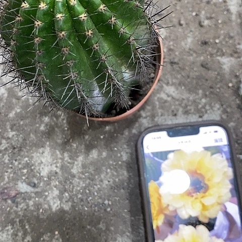 黄秀，高7公分左右