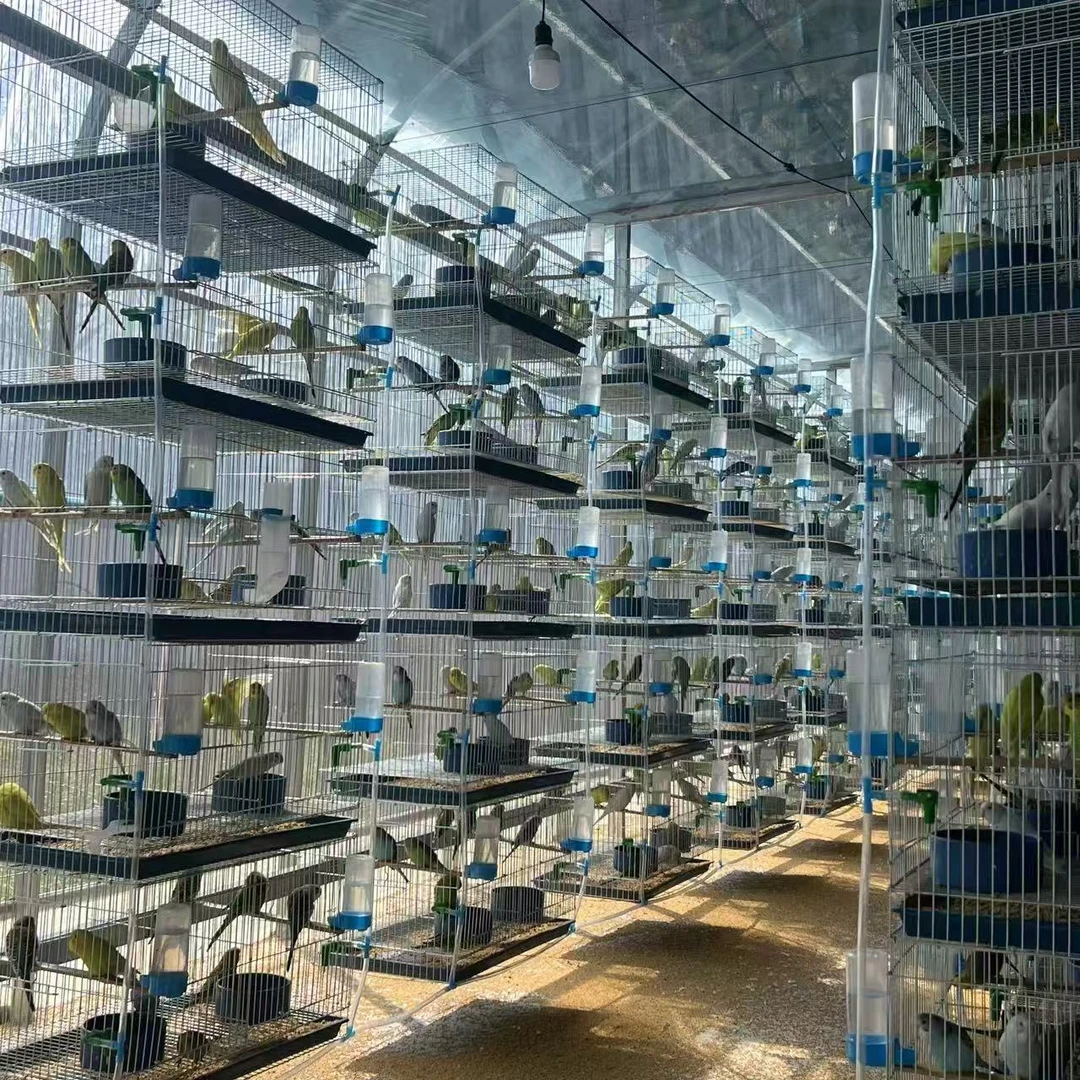 两只养殖场直发虎皮鹦鹉批发零售高品质健康鸟留种鸟（一公一母）