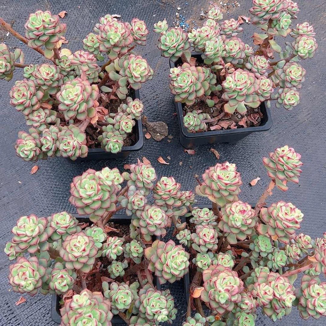 探戈多肉，满18包邮