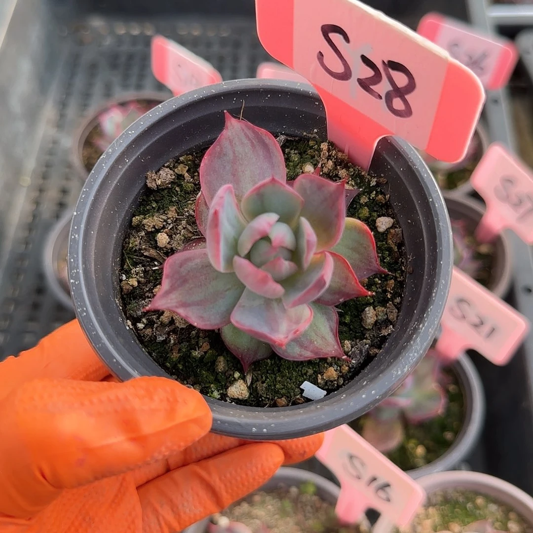 曾**雅S28惊鸿单头多肉