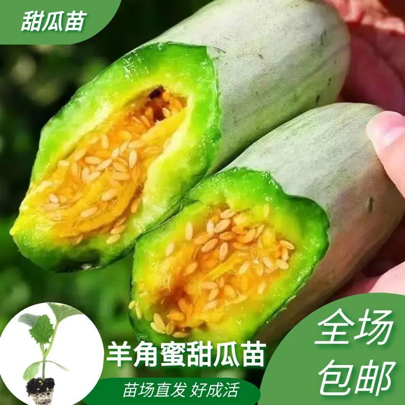 正宗羊角蜜甜瓜秧苗正品甜瓜苗当季新鲜应季水果脆甜蜜瓜羊角脆瓜